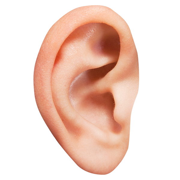 An ear